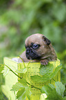 French bulldog puppy in a crate