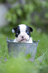 French bulldog puppy in bucket