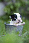 French bulldog puppy in bucket