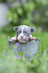 French bulldog puppy in bucket