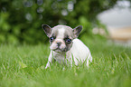 French bulldog puppy