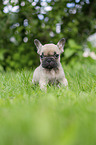 French bulldog puppy