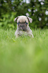 French bulldog puppy