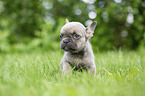 French bulldog puppy