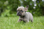 French bulldog puppy