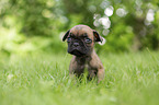 French bulldog puppy