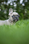 French bulldog puppy