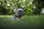 French bulldog puppy