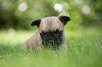 French bulldog puppy