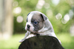 French bulldog puppy