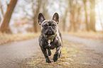 French Bulldog