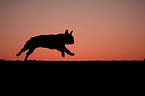 running French Bulldog