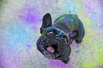 sitting French Bulldog