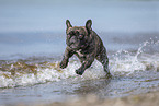 running french bulldog
