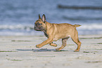 running french bulldog
