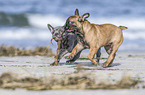 two french bulldog puppies