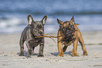 two french bulldog puppies