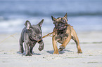 two french bulldog puppies