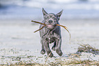 running french bulldog