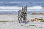 running french bulldog