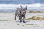 running french bulldog