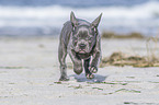running french bulldog