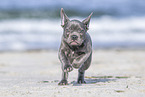 running french bulldog