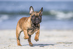 running french bulldog