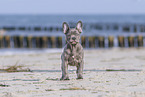 running french bulldog