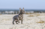 standing french bulldog puppy