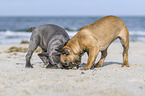two french bulldog puppies