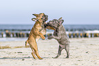 two french bulldog puppies