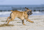 running french bulldog