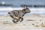 running french bulldog