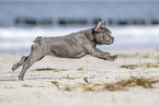running french bulldog