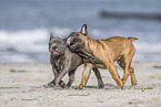 two french bulldog puppies