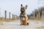 sitting french bulldog puppy