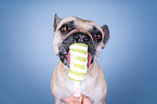 French Bulldog portrait