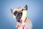 French Bulldog portrait