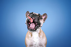 French Bulldog portrait