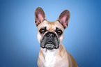 French Bulldog portrait