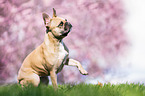sitting French Bulldog