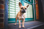 standing French Bulldog