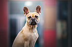 sitting French Bulldog