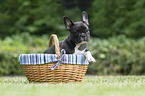 French Bulldog in wicker basket
