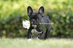 running French Bulldog