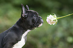 French Bulldog portrait