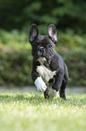 running French Bulldog