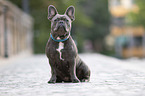 French Bulldog