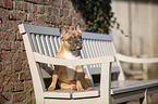 sitting French Bulldog